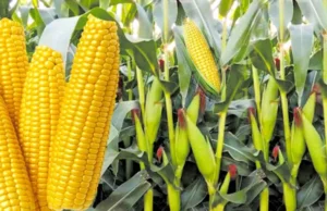 Kaduna farmers anticipate bumper harvest from TELA maize variety