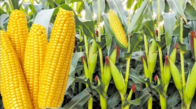 maize3