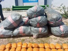N131 Million Worth of Cannabis Seized in Ogun – Nigerian Customs