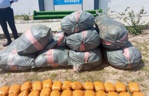 N131 Million Worth of Cannabis Seized in Ogun – Nigerian Customs
