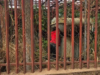 Suspected Cable Thief Electrocuted While Vandalising DisCo Substation in Enugu
