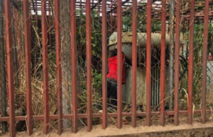 Suspected Cable Thief Electrocuted While Vandalising DisCo Substation in Enugu