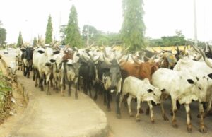 ‘It’s An Issue Of National Security,’ Wike Reacts To Concerns Over Open Grazing In FCT